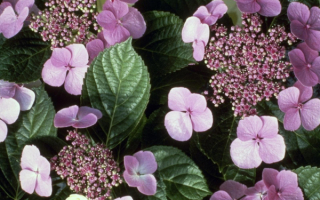 Гортензия садовая фиолетовая