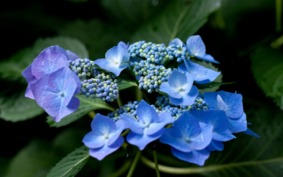 Гортензия голубая