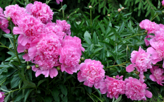 Махровые розовые пионы