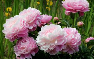 Цветение розовых пионов