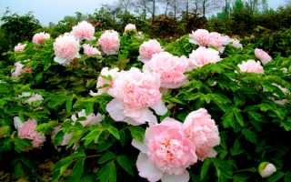 Пионы розовые в саду