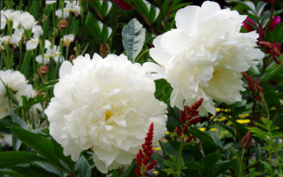 Крупноцветковые белые пионы