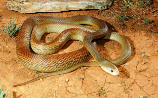 Самая ядовитая змея Австралии прибрежный тайпан