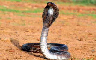 Египетская пустынная кобра