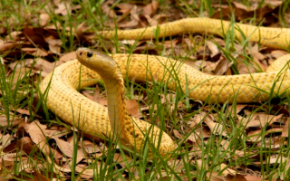 Золотая или суматранская плюющаяся кобра