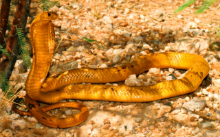 Капская кобра