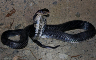 Китайская кобра