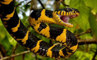 Мангровая змея
