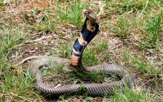 Мозамбикская кобра