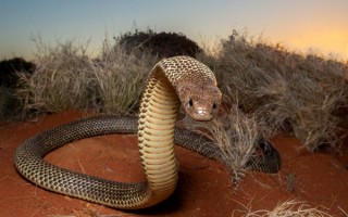 Пустынная египетская кобра