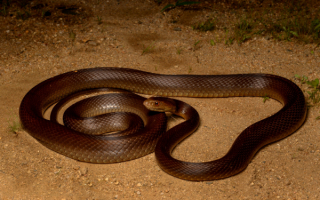 Тайпан - одна из самых ядовитых змей мира