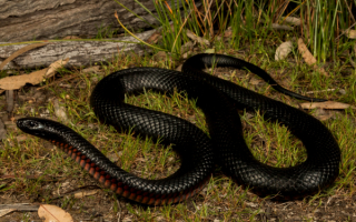 Черная краснобрюхая змея