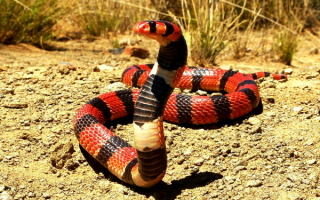 Южноафриканская щитковая кобра