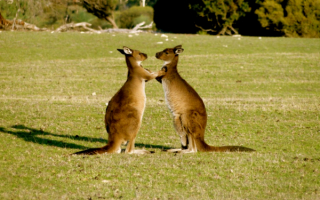 Кулачный бой кенгуру