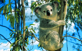 Детеныш  коала