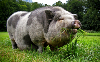 Вьетнамская свинья
