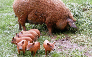Свинья и поросята породы Мангалица