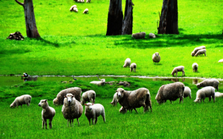 Овцы на зеленом поле