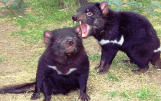 Дьяволы острова Тасмания