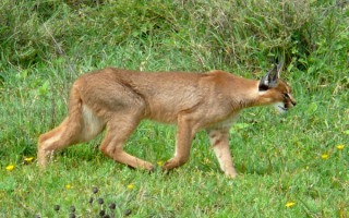 Каракал или пустынная рысь