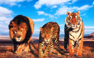 Большие дикие кошки