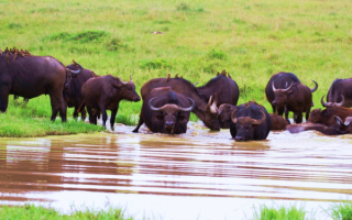 Африканские буйволы