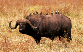 Африканский буйвол