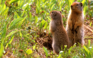 Суслики у норы