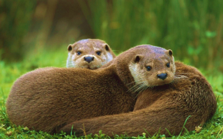 Выдры