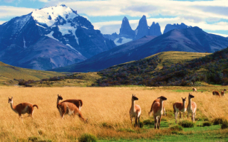 Гуанако в национальном парке в Чили