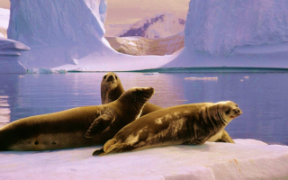 Морские тюлени на льдине