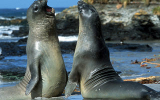 Морские тюлени