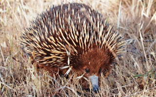 Колючая ехидна