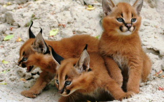 Котята каракала