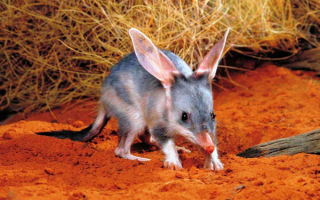 Кроличий бандикут