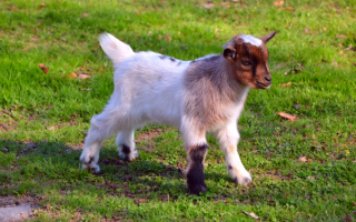 Симпатичный козленок