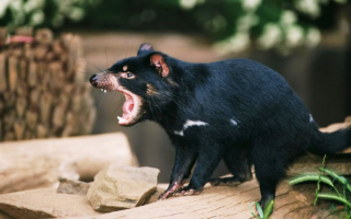 Тасманийский дьявол