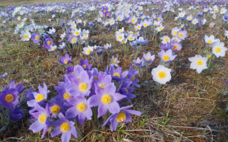 Цветы на весенней поляне