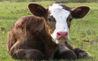 Симпатичный теленок