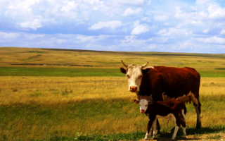 Корова с теленком в поле