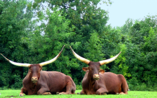 Два быка