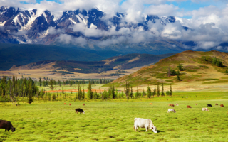 Коровы на альпийском лугу