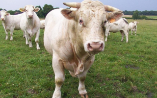Белые коровы