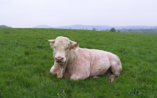 Белый бычок