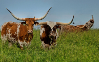 Коровы пасутся