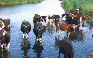 Коровы на водопое