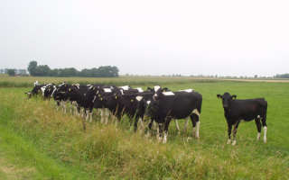 Коровы на пастбище