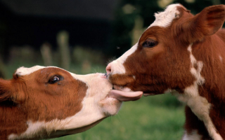 Телячьи нежности