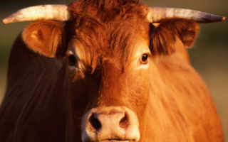 Рыжая корова