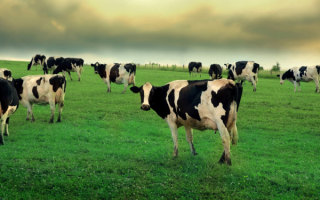 Коровье стадо